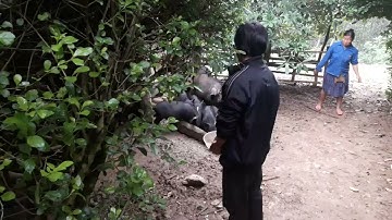 LAOCAISPECIAL - Lợn cắp nách