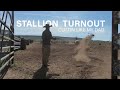 Spur Brand Horse Program // Stallion Turnout