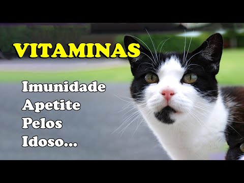 Vídeo: Cães Terapêuticos para Depressão