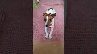 I LOVE You ALL!!! | Jack Russell Terrier COFFEE #shorts #cute #subscribe