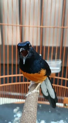 Murai Batu Hutan Asli Pasaman Sumatera Barat