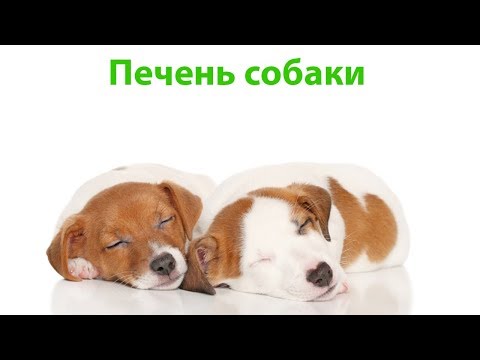 Печень собаки. Ветеринарная клиника Био-Вет