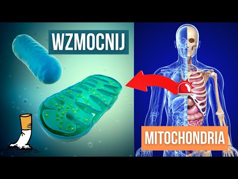 Wideo: Jaka reakcja zachodzi w macierzy mitochondriów?