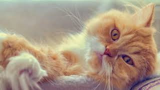 САМЫЕ КРАСИВЫЕ КОШКИ САМЫЕ КРАСИВЫЕ КОШКИ