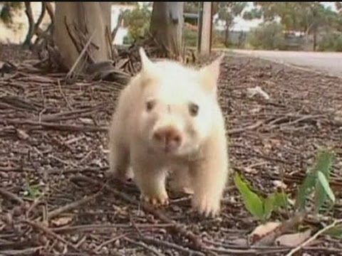WHITE WOMBAT: Rare wombat is wonder Down Under