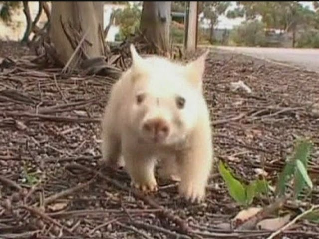 White Wombat Rare Wombat Is Wonder Down Under Youtube