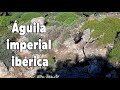 Águila imperial (Aquila adalberti) | Sierra de Andújar | Timelapse
