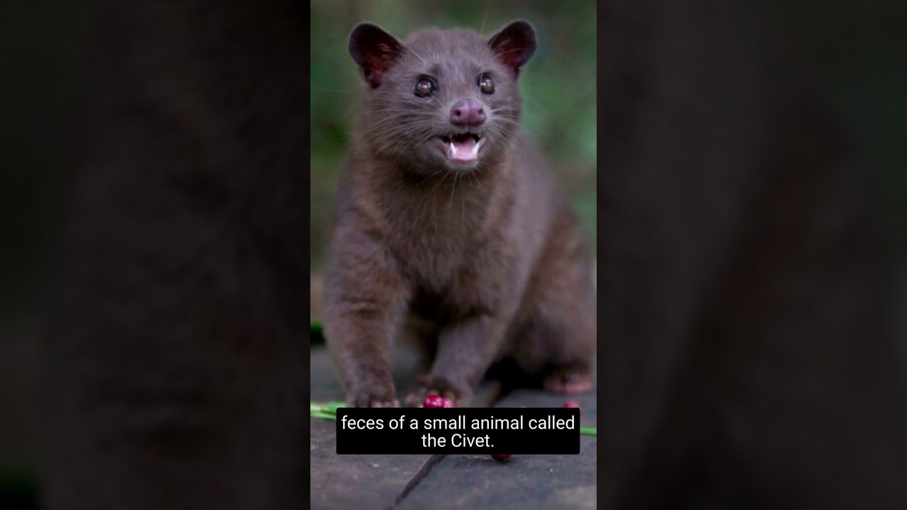 Mind Blowing Facts About Coffee! - A Daily Random Fact 