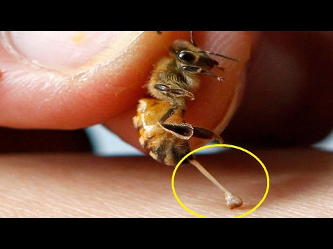 فيديو: هل تموت نحلة إذا لسعتك؟
