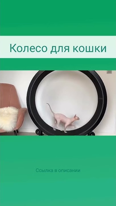 Беговая дорожка или колесо для кошек - YouTube