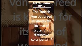 Did You Know That This Breed Of Cats LOVE Water? Pet #factsaboutcats #cat #didyouknowfacts