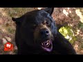 Cocaine Bear (2023) - Eaten Alive in the Tree Scene | Movieclips