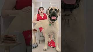 Animal #farming #doglover #farmanimalct #seotips #comedy #pets #seotutorial #cute #seoguide #puppy