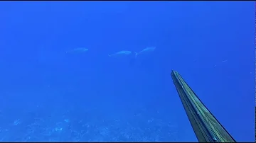 DOGTOOTH TUNA TAHITI