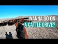 GO ON A VIRTUAL CATTLE DRIVE | Ride with us while we move cows horseback.