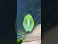 Glass Frogs | See-Through Frogs #shorts