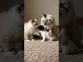 Ragdoll Cat Family Welcomes a Tiny puppy🐶❤️The Sweetest First Meeting!