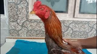 ciri ciri ayam mangon juara