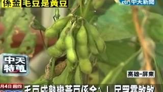 毛豆成熟變黃豆係金ㄟ！民眾霧煞煞 