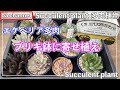 430{多肉植物} 可愛いブリキ鉢見つけた