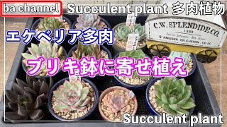 430{多肉植物} 可愛いブリキ鉢見つけた