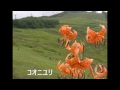 八方尾根の花(♪ガンバラナイけどいいでしょう - 吉田拓郎カバー)