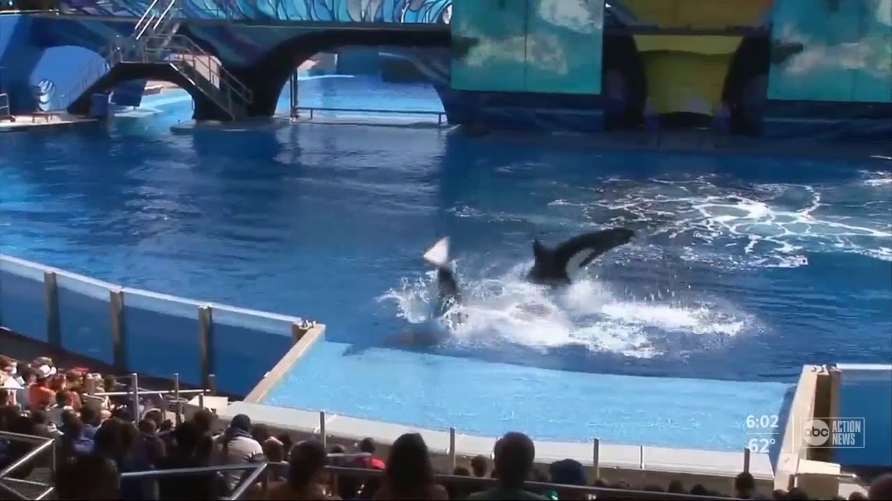 SeaWorld Orlando to change killer whale show in 2020 - YouTube