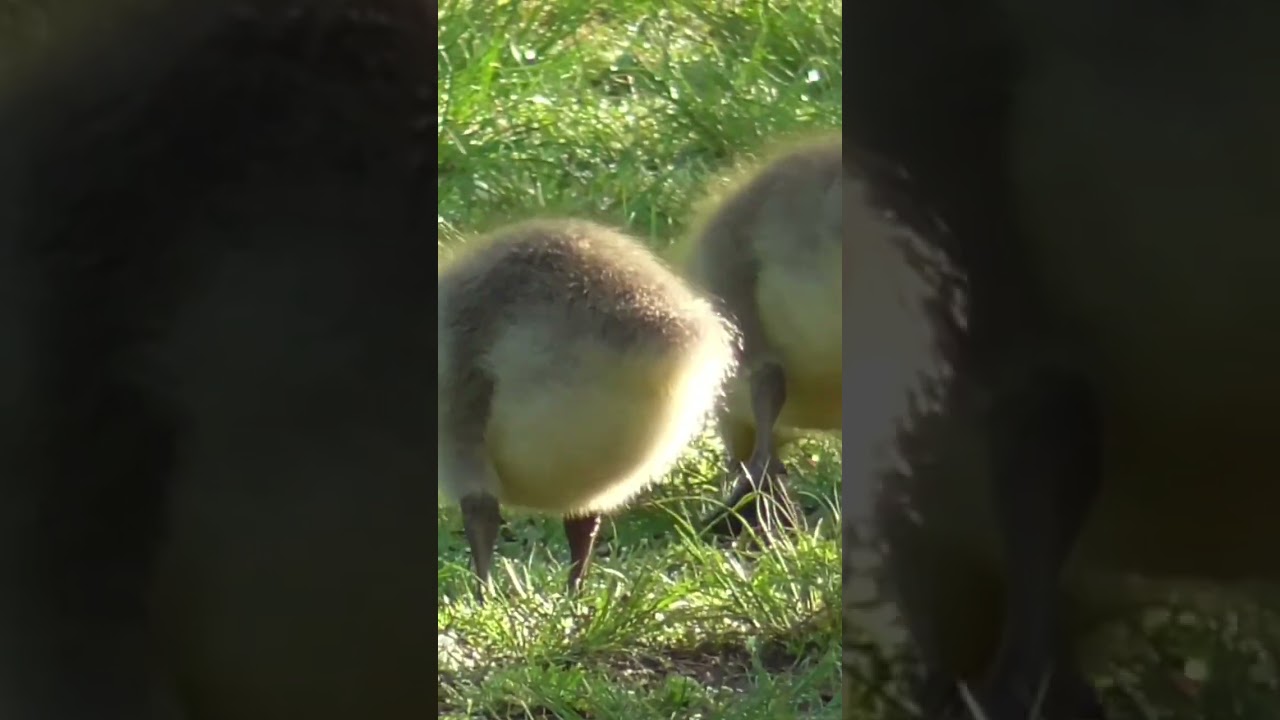 Baby Geese (Goslings) 