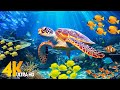 Under Red Sea 4K - Beautiful Coral Reef Fish in Aquarium, Sea Animals for Relaxation - 4K Video