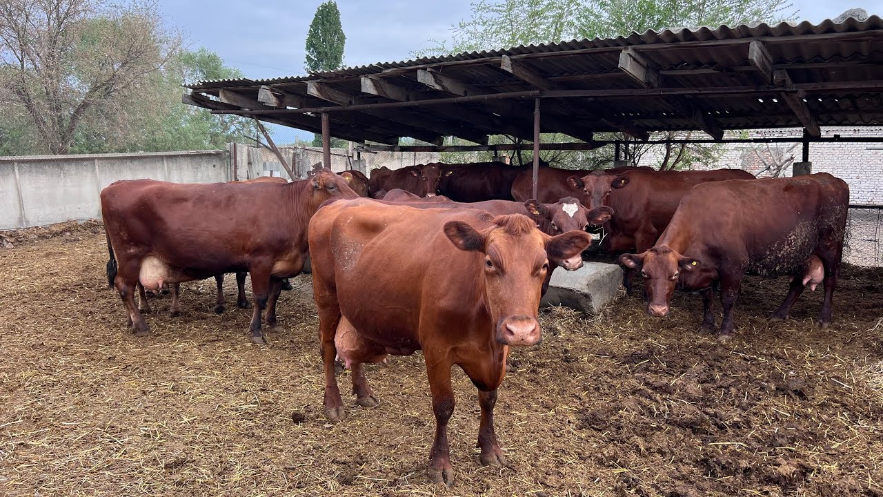 Россиядан келген СУППЕР ПОРОДА УЙлар сатылат🤚🏼Сандан сапатка