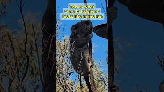 Koala Mode Activated