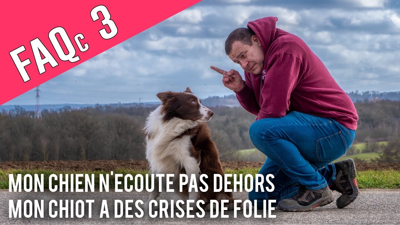 Mon Chien Ne M Ecoute Pas Dehors Mon Chiot A Des Crises De Folie Youtube
