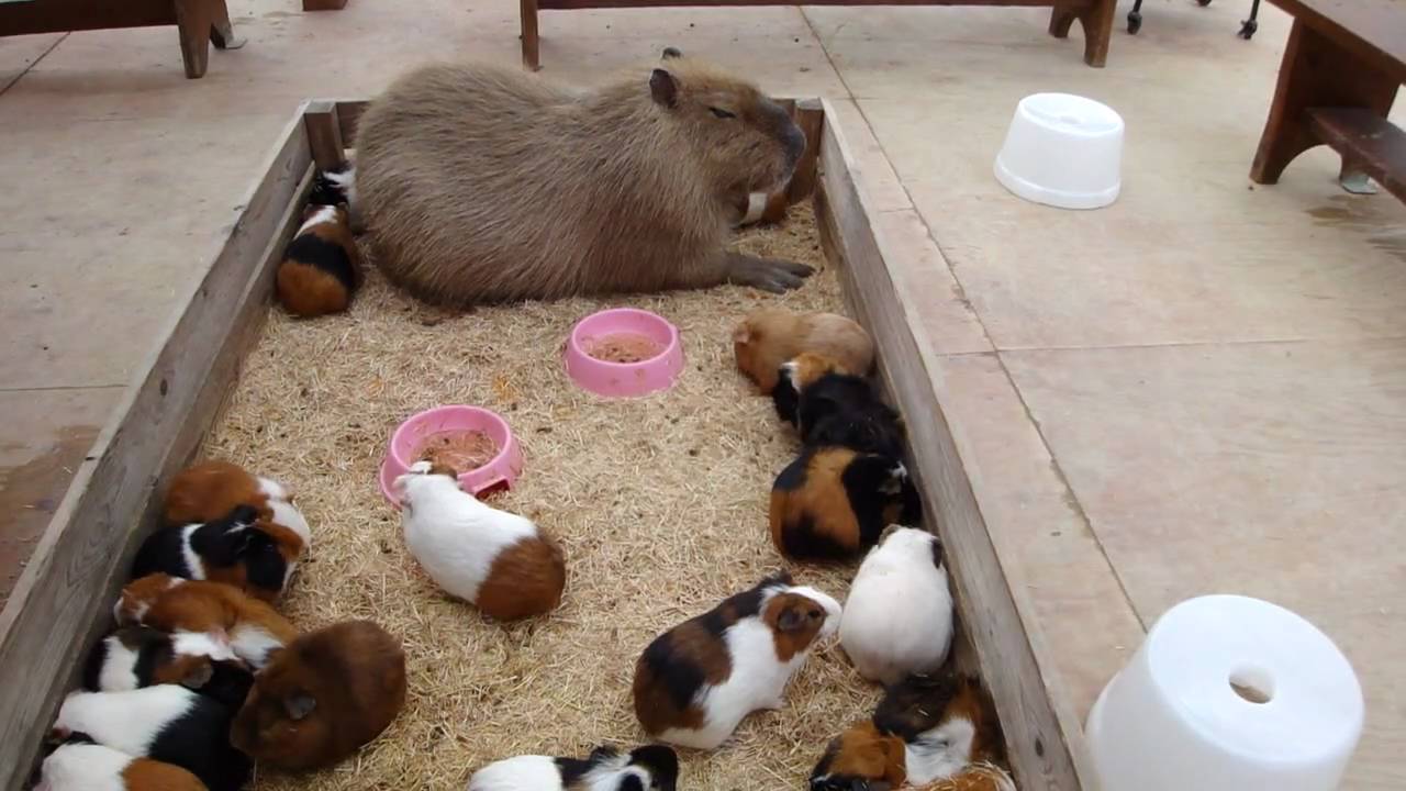 Capybara nap with Guineapigs カピバラとモルモットのごすい