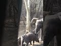 Elephant Vs Rhinoceros fight #shorts