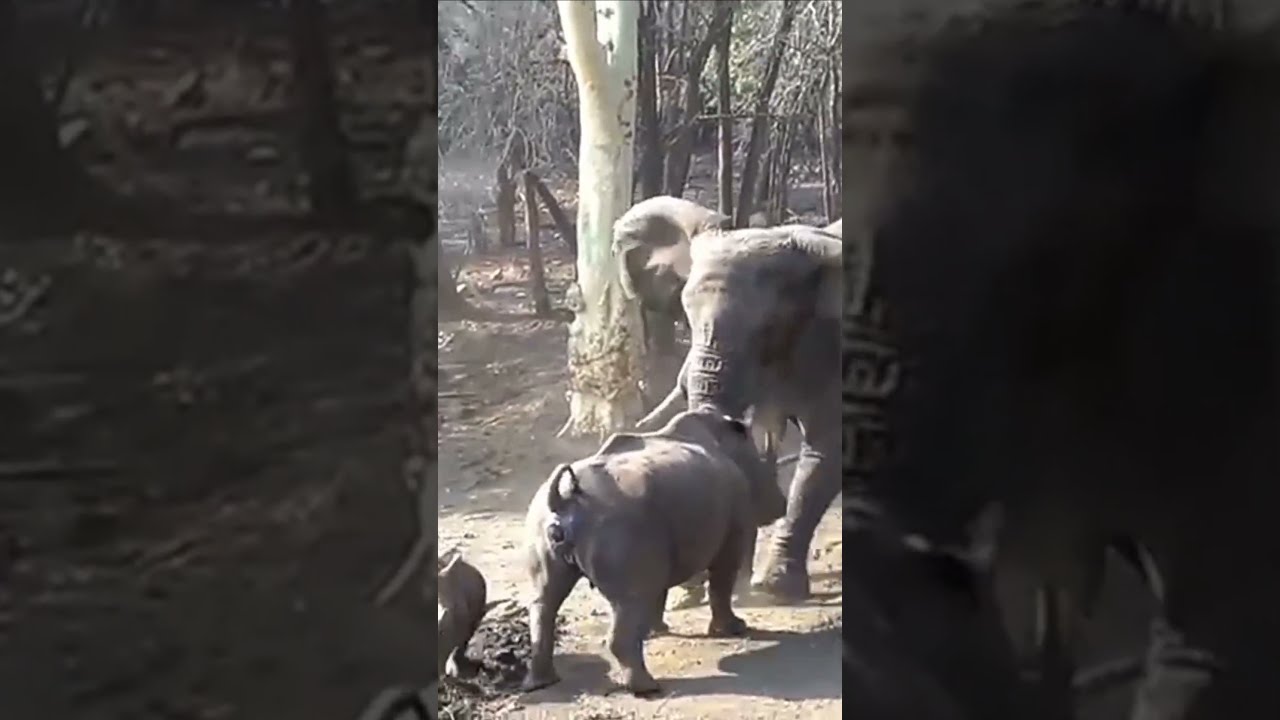Elephant Vs Rhinoceros Fight Shorts