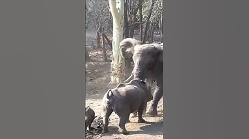 Elephant Vs Rhinoceros fight #shorts