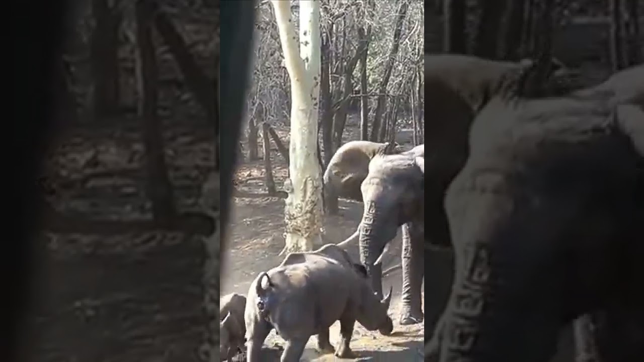 Elephant Vs Rhinoceros fight 