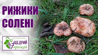 картинка: Рижики солені. Рецепт соління грибів рижиків