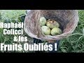 Raphal colicci  une ode aux fruits oublis  terra incognita 2016 jour 7 wwwregenereorg