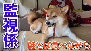 【柴犬】鮭とば食べながら監視係を務める犬。