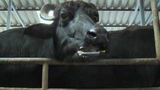 Farmers in Asia Turn from Water Buffalos to Machines