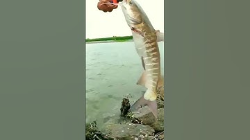 🇻🇳Câu cá biển - cá vồ chó (p175) #shorts #cauca