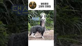 얼렁뚱땅 고양이 모음집