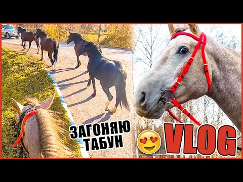 Видео: VLOG: Впервые загоняю табун лошадей и тестирую новую уздечку 😍