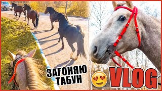 VLOG: Впервые загоняю табун лошадей и тестирую новую уздечку 😍