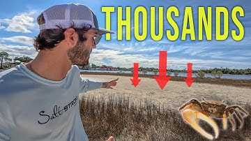 Keep Fiddler Crabs Alive for WEEKS With This Easy Setup! (Crabitat)