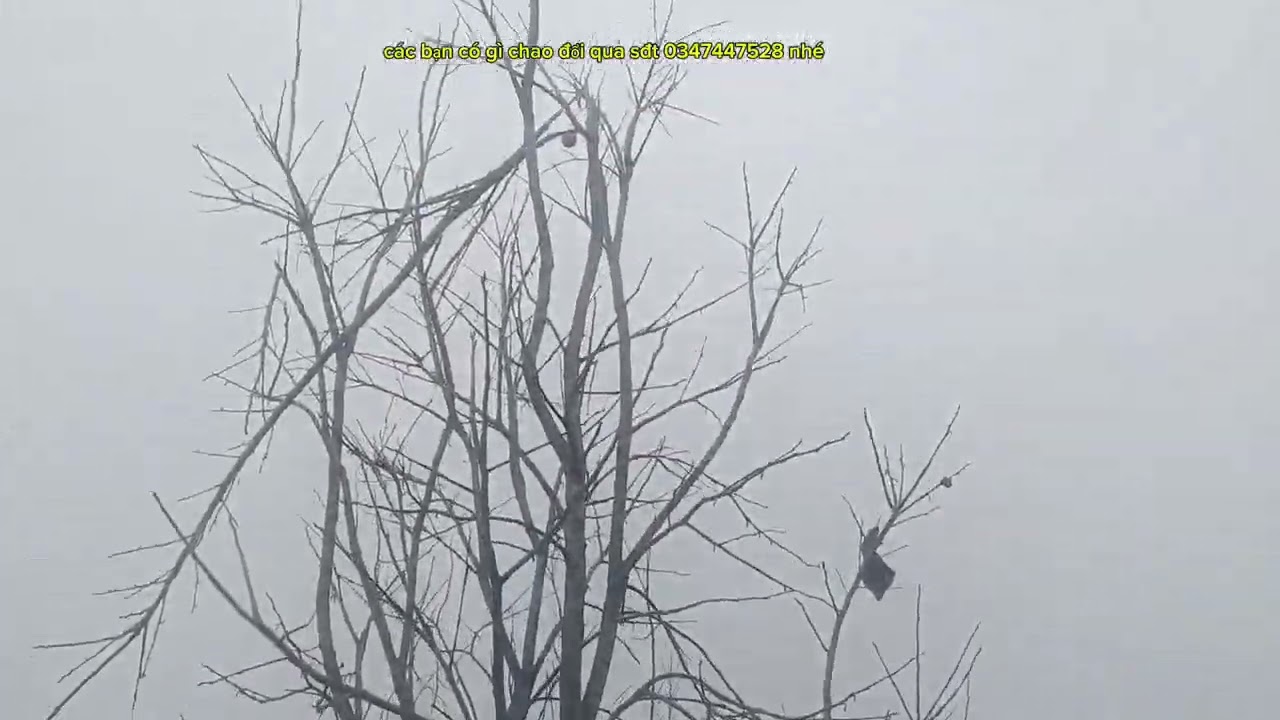 Chăm sóc Hồng sau thu hoạch 