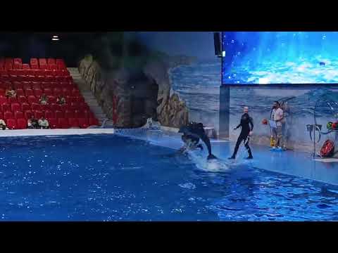 Dubai Dolphin and Seal Show #dubai