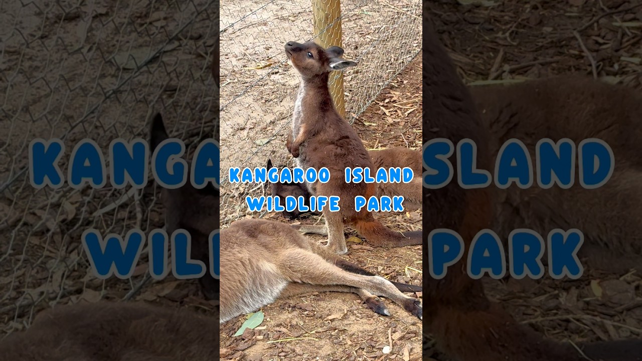 Kangaroo Island Wildlife Park