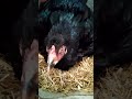 Black hen ko jb Tuch krny ki koshish ki usko gussa Aa gea😍#aseels #hen